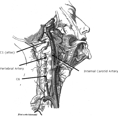 Course of the vertebral and internal carotid arteries through the cervical spine
