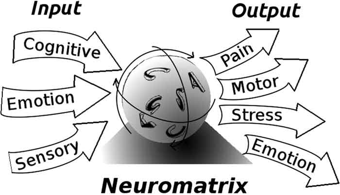 Il ruolo del sistema nervoso centrale nella tendinopatia della cuffia dei rotatori